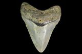 Fossil Megalodon Tooth - North Carolina #149392-1